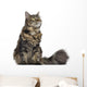 Maine coon cat, sitting and looking up, isolated on white Wall Decal