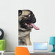 Silly Panting Pug Wall Decal