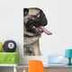 Silly Panting Pug Wall Decal