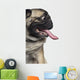 Silly Panting Pug Wall Decal