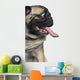 Silly Panting Pug Wall Decal