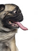 Silly Panting Pug Wall Decal