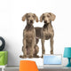 Two Weimaraner puppies, 2,5 months old, sitting and standing Wall Decal