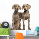 Two Weimaraner puppies, 2,5 months old, sitting and standing Wall Decal
