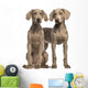 Two Weimaraner puppies, 2,5 months old, sitting and standing Wall Decal