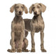 Two Weimaraner puppies, 2,5 months old, sitting and standing Wall Decal