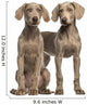 Two Weimaraner puppies, 2,5 months old, sitting and standing Wall Decal