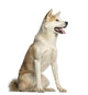 Akita Inu Dog Wall Decal