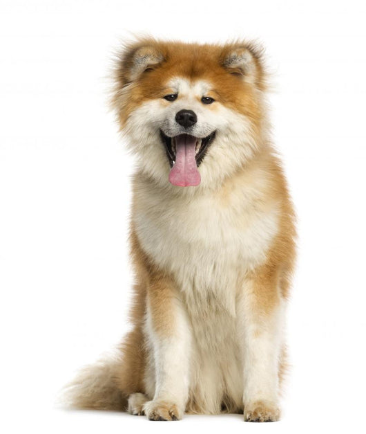 Akita Inu Dog Wall Decal