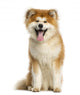 Akita Inu Dog Wall Decal