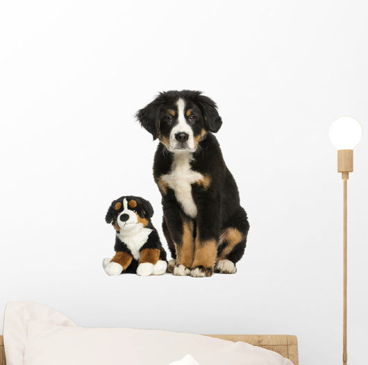 Young Bernese Mountain dog sitting with teddy bear Wall Decal