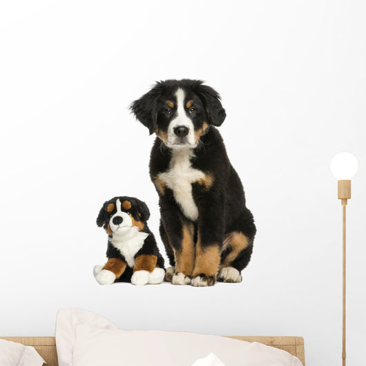 Young Bernese Mountain dog sitting with teddy bear Wall Decal