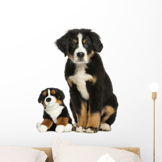 Young Bernese Mountain dog sitting with teddy bear Wall Decal