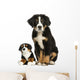 Young Bernese Mountain dog sitting with teddy bear Wall Decal