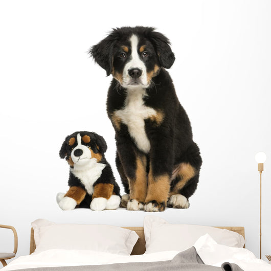 Young Bernese Mountain dog sitting with teddy bear Wall Decal