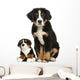 Young Bernese Mountain dog sitting with teddy bear Wall Decal