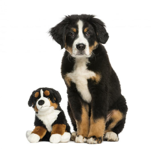 Young Bernese Mountain dog sitting with teddy bear Wall Decal