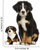 Young Bernese Mountain dog sitting with teddy bear Wall Decal