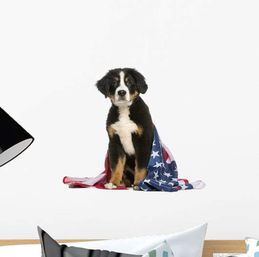 Young Bernese Mountain dog sitting with american flag Wall Decal