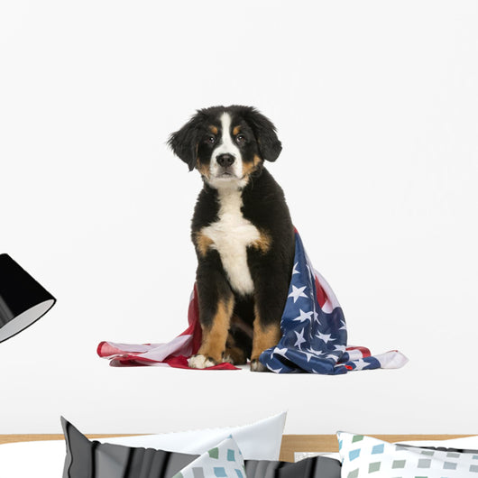 Young Bernese Mountain dog sitting with american flag Wall Decal