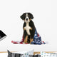 Young Bernese Mountain dog sitting with american flag Wall Decal