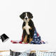 Young Bernese Mountain dog sitting with american flag Wall Decal
