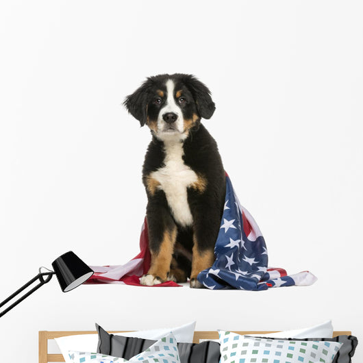 Young Bernese Mountain dog sitting with american flag Wall Decal