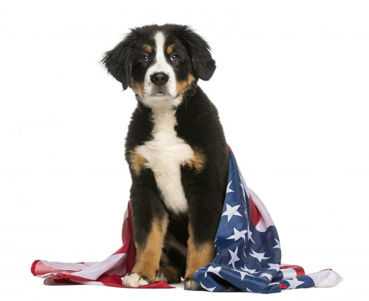 Young Bernese Mountain dog sitting with american flag Wall Decal