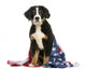 Young Bernese Mountain dog sitting with american flag Wall Decal