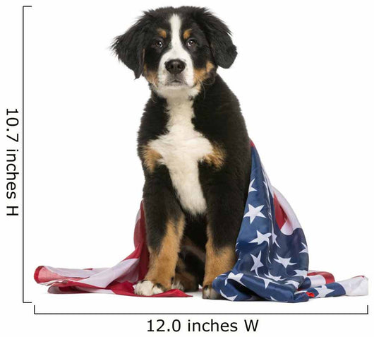 Young Bernese Mountain dog sitting with american flag Wall Decal