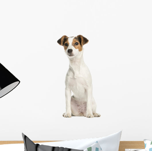 Jack Russell Terrier, 5 months old, sitting, isolated on white Wall Decal