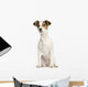 Jack Russell Terrier, 5 months old, sitting, isolated on white Wall Decal