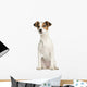 Jack Russell Terrier, 5 months old, sitting, isolated on white Wall Decal