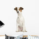 Jack Russell Terrier, 5 months old, sitting, isolated on white Wall Decal