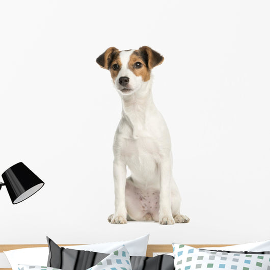 Jack Russell Terrier, 5 months old, sitting, isolated on white Wall Decal