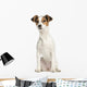 Jack Russell Terrier, 5 months old, sitting, isolated on white Wall Decal