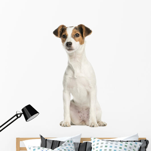 Jack Russell Terrier, 5 months old, sitting, isolated on white Wall Decal