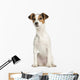 Jack Russell Terrier, 5 months old, sitting, isolated on white Wall Decal