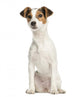Jack Russell Terrier, 5 months old, sitting, isolated on white Wall Decal
