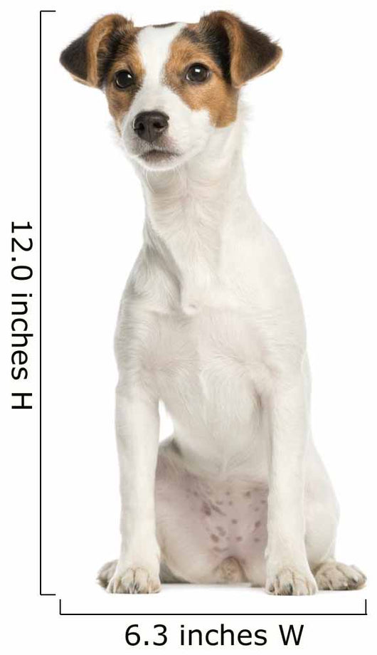 Jack Russell Terrier, 5 months old, sitting, isolated on white Wall Decal