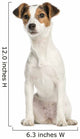 Jack Russell Terrier, 5 months old, sitting, isolated on white Wall Decal