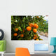 Orange Tree in Spain Wall Mural