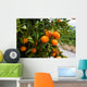 Orange Tree in Spain Wall Mural
