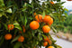 Orange Tree in Spain Wall Mural