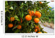 Orange Tree in Spain Wall Mural