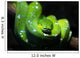 Green Snake