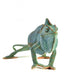 Chamaeleo Calyptratus