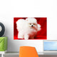 White Pomeranian Wall Mural