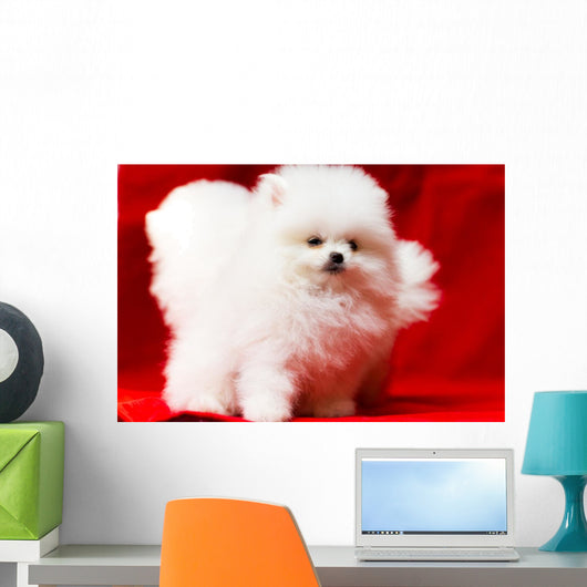 White Pomeranian Wall Mural