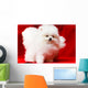 White Pomeranian Wall Mural